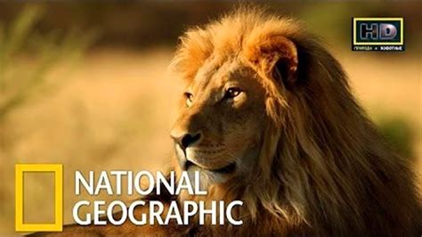 watch national geographic youtube